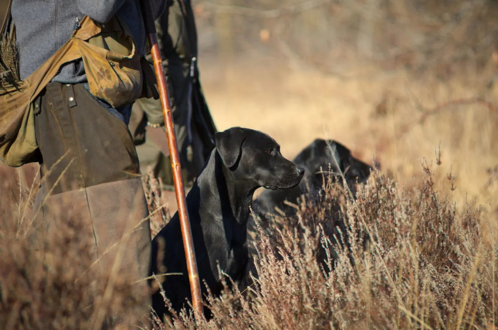 black labrador retrievers sitting beside hunters
