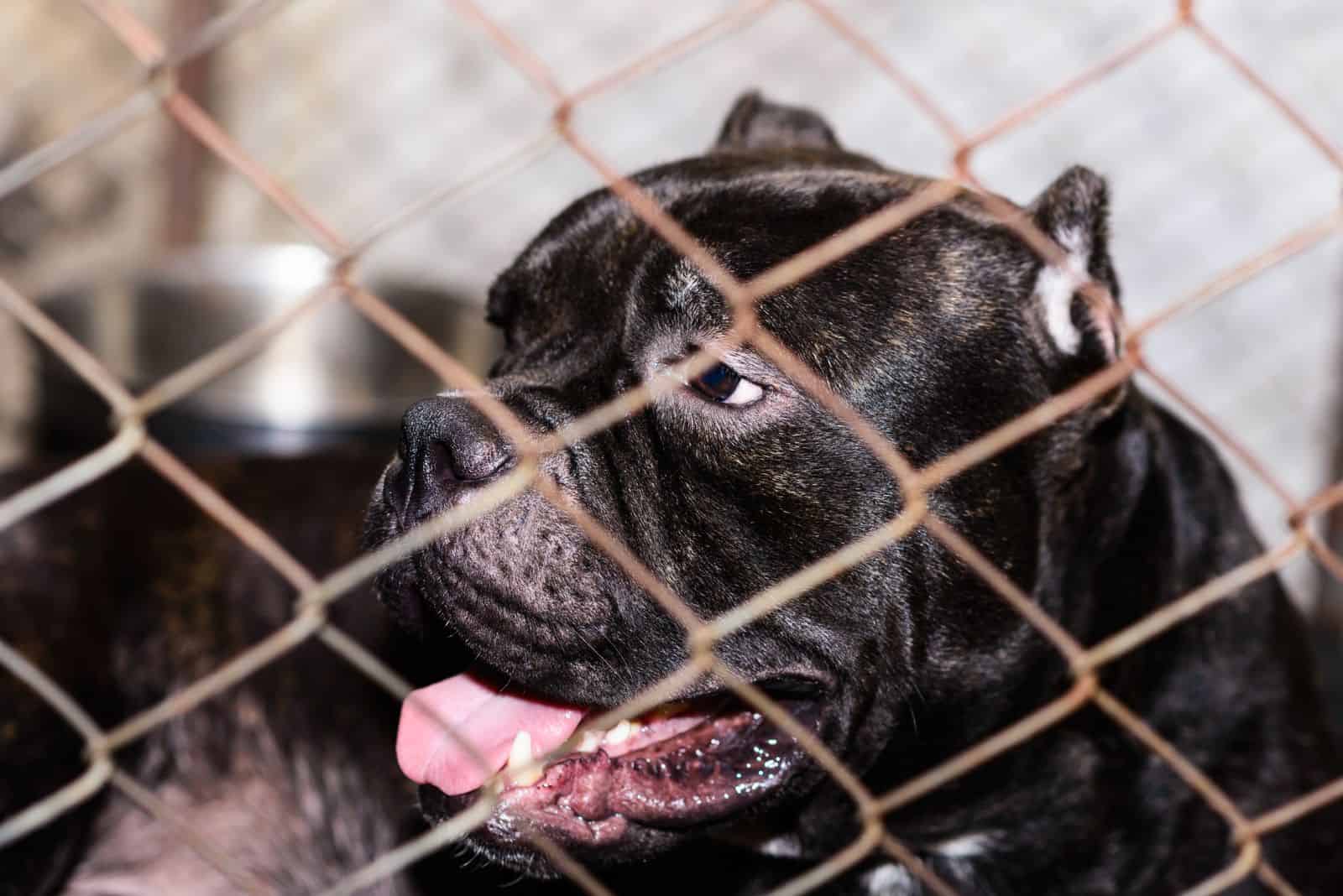 black pit bull with tongue out