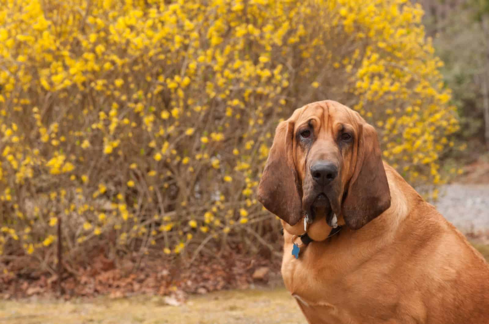 bloodhound drooling