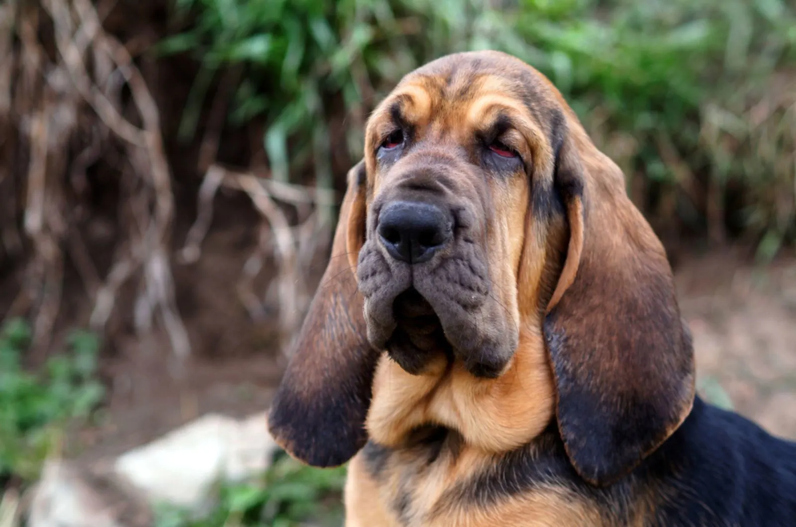 bloodhound dog in the garden