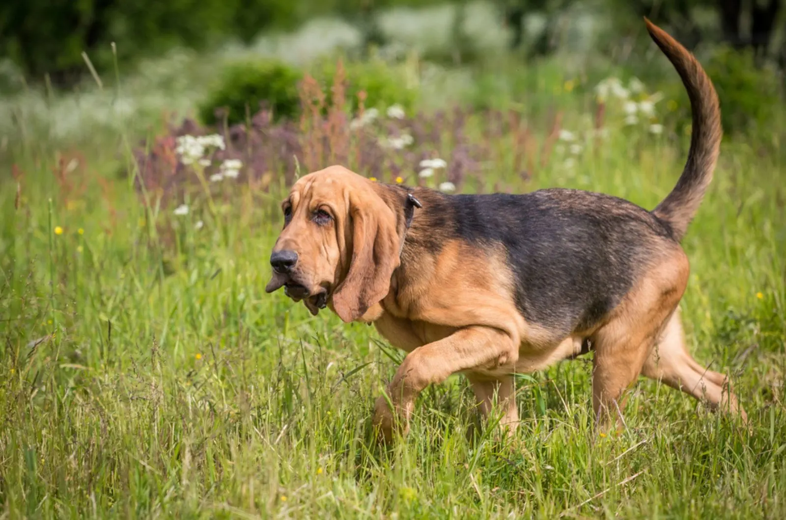 bloodhound walking in a meadow