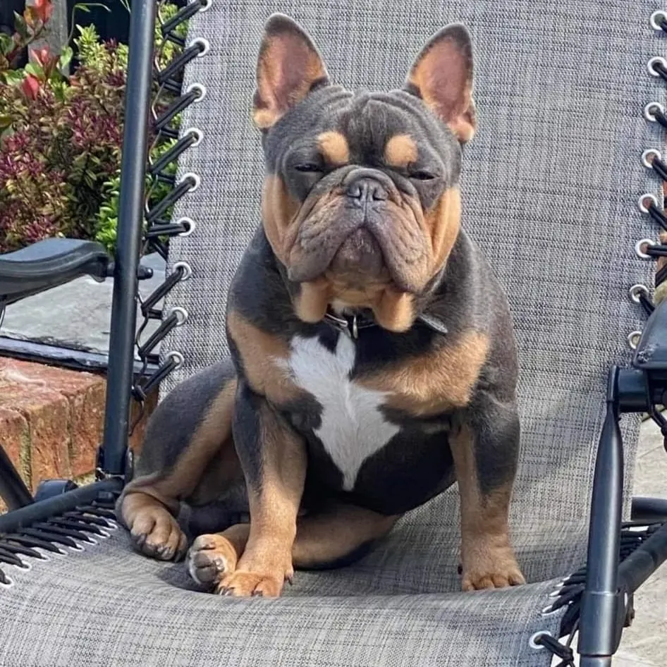 blue and tan french bulldog resting on chair