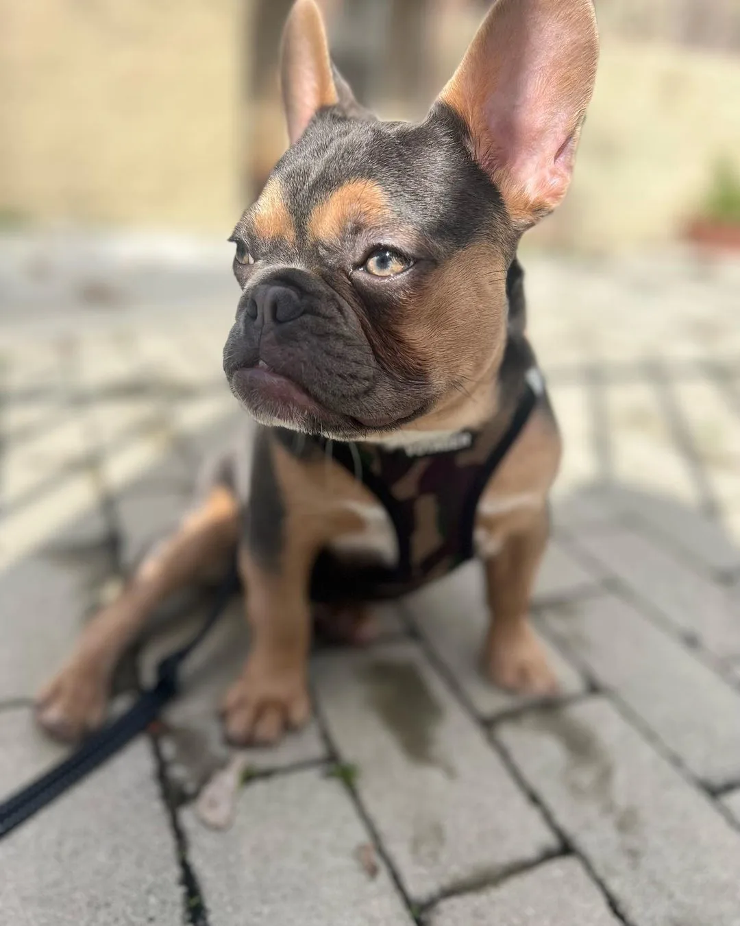 blue and tan french bulldog wearing a harness