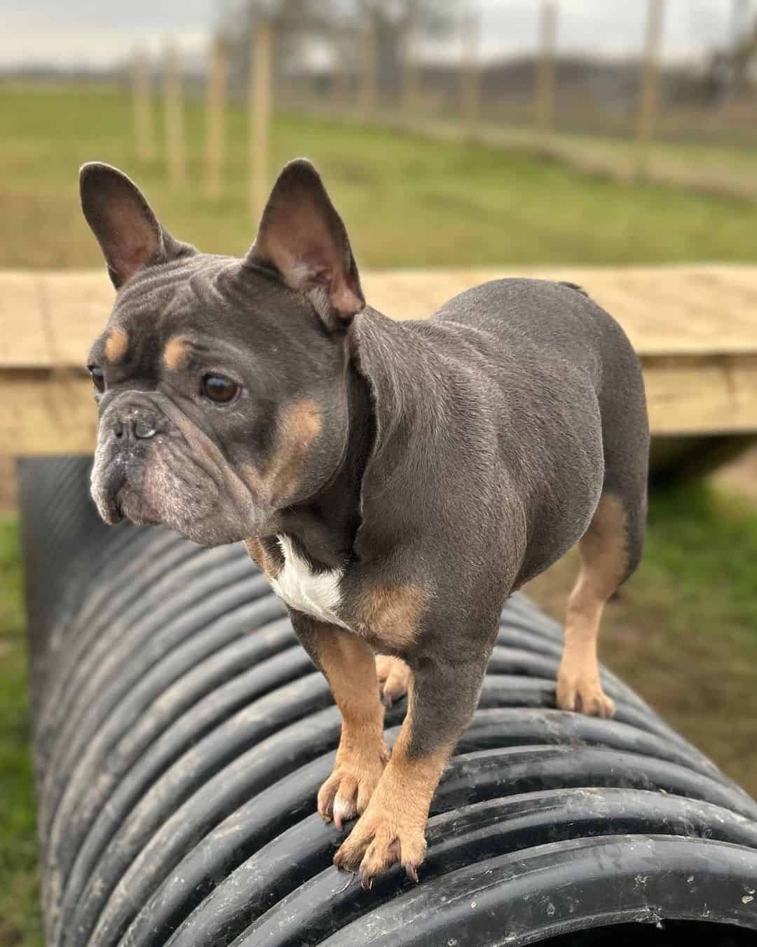 blue and tan french bulldog