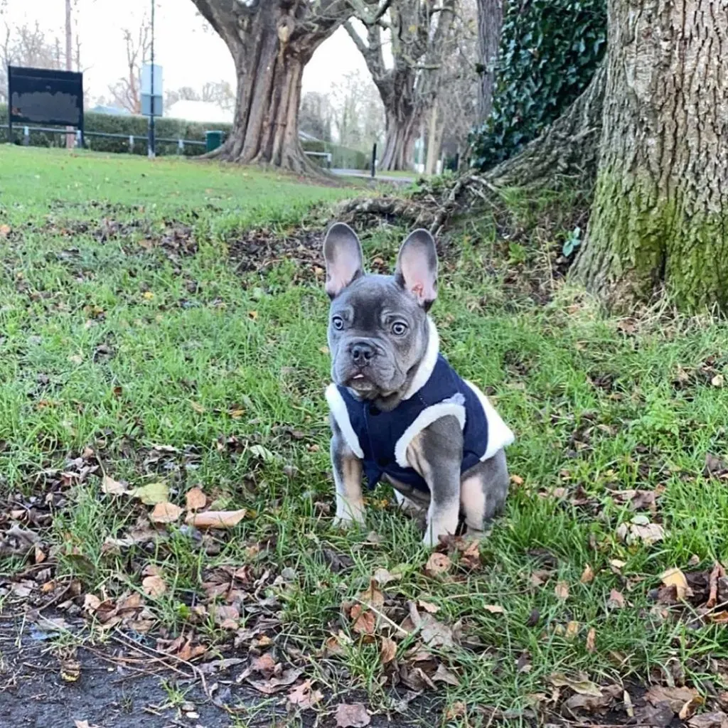 blue and tan frenchie on a walk