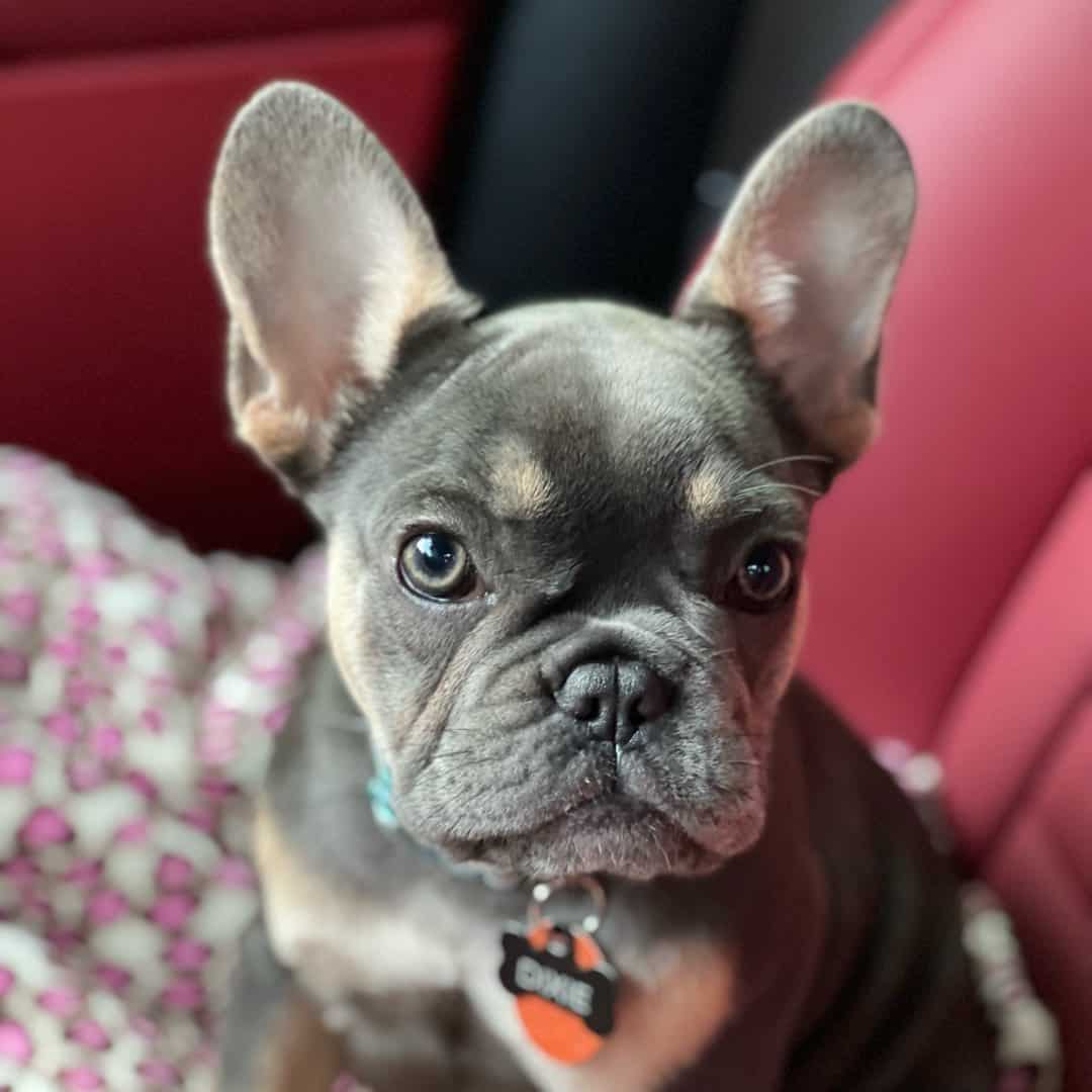 blue and tan frenchie