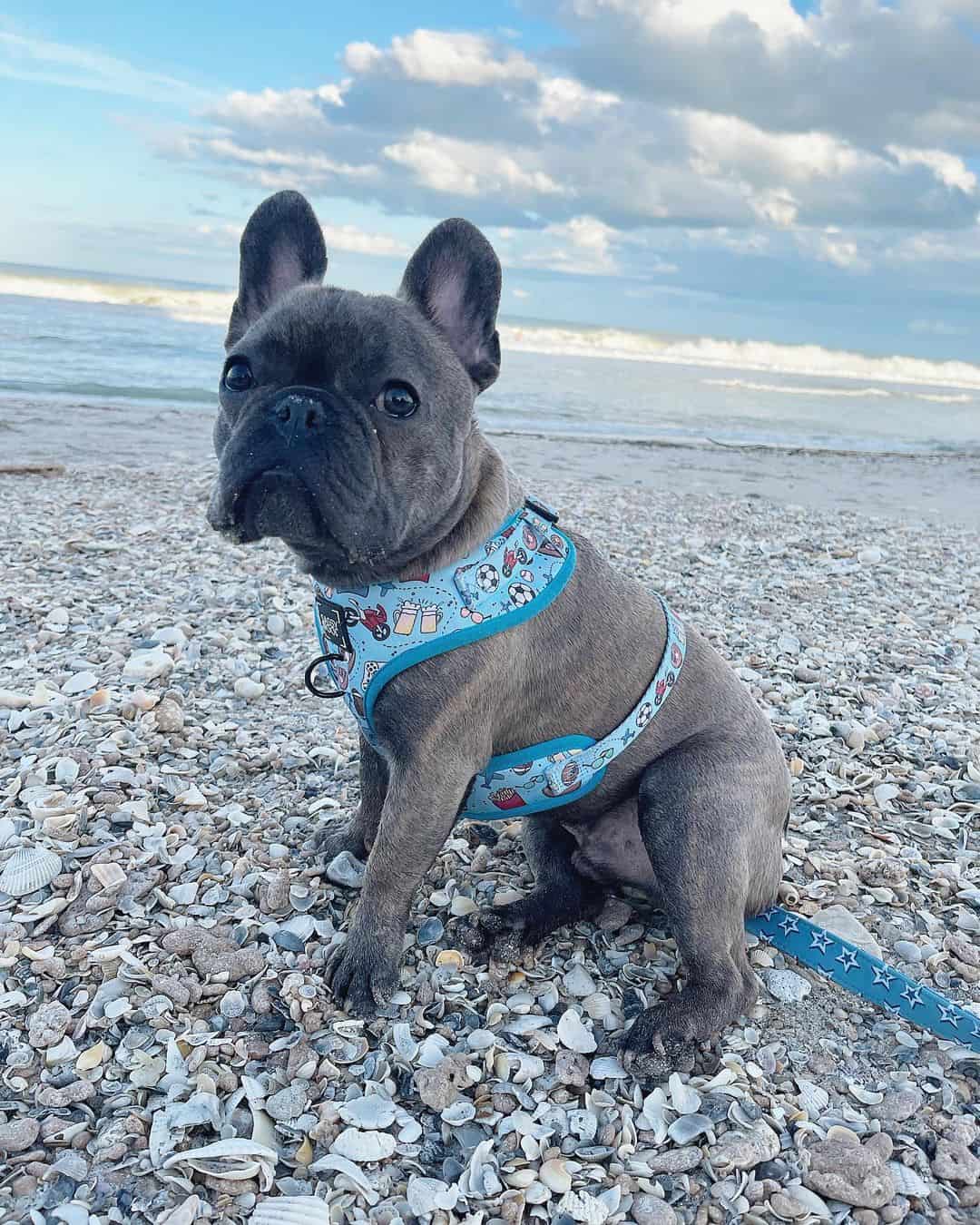 blue brindle french bulldog sit on oysters with leash