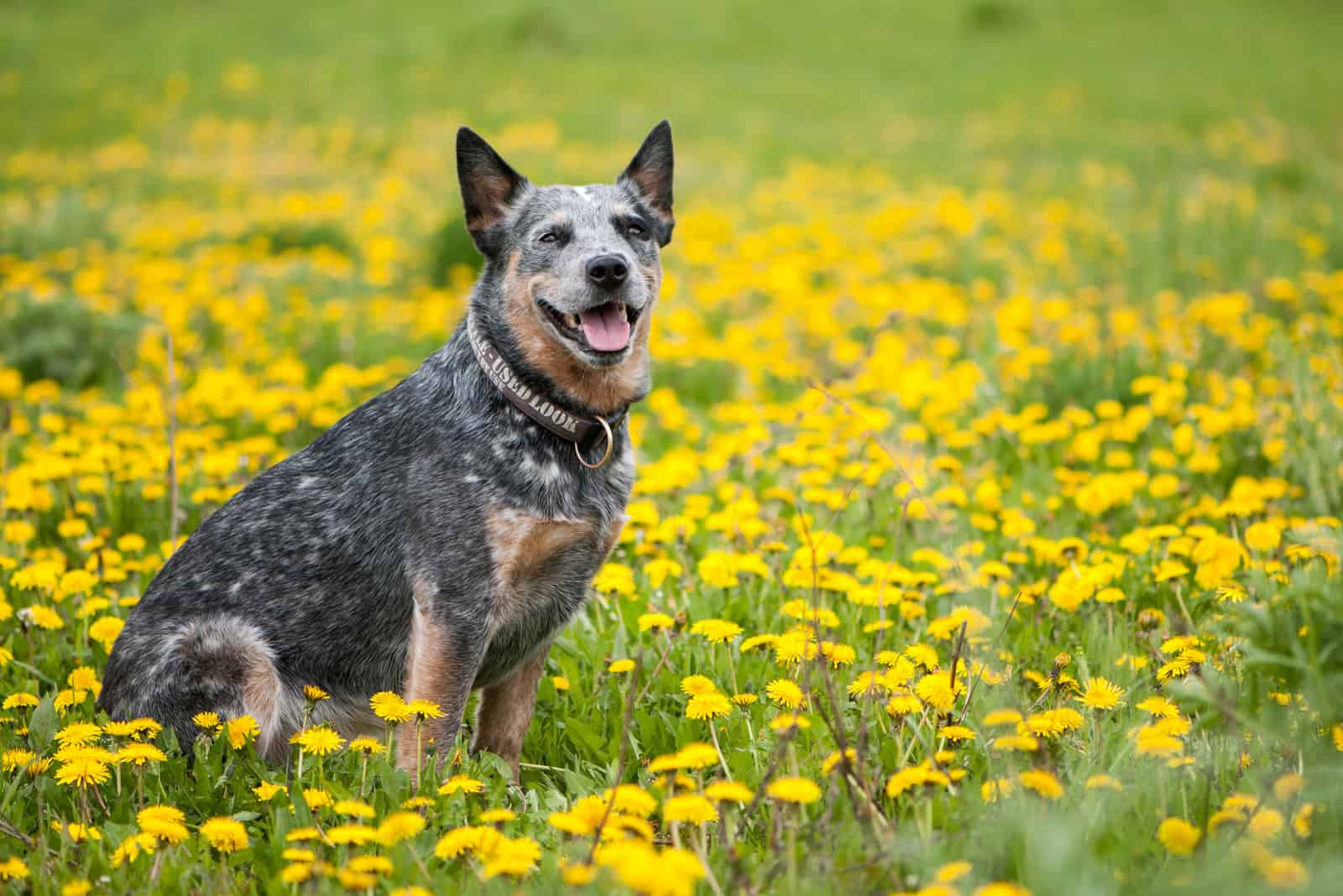 blue heeler in a field of flowers