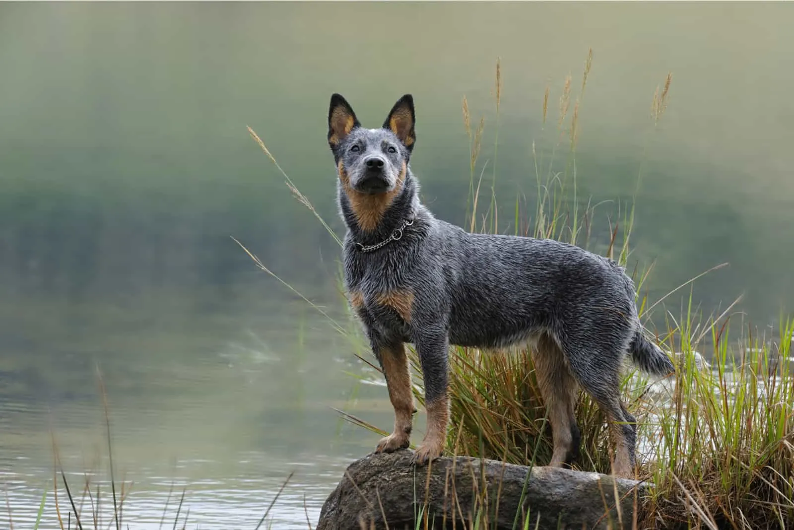 blue heeler photographed in front of a lake