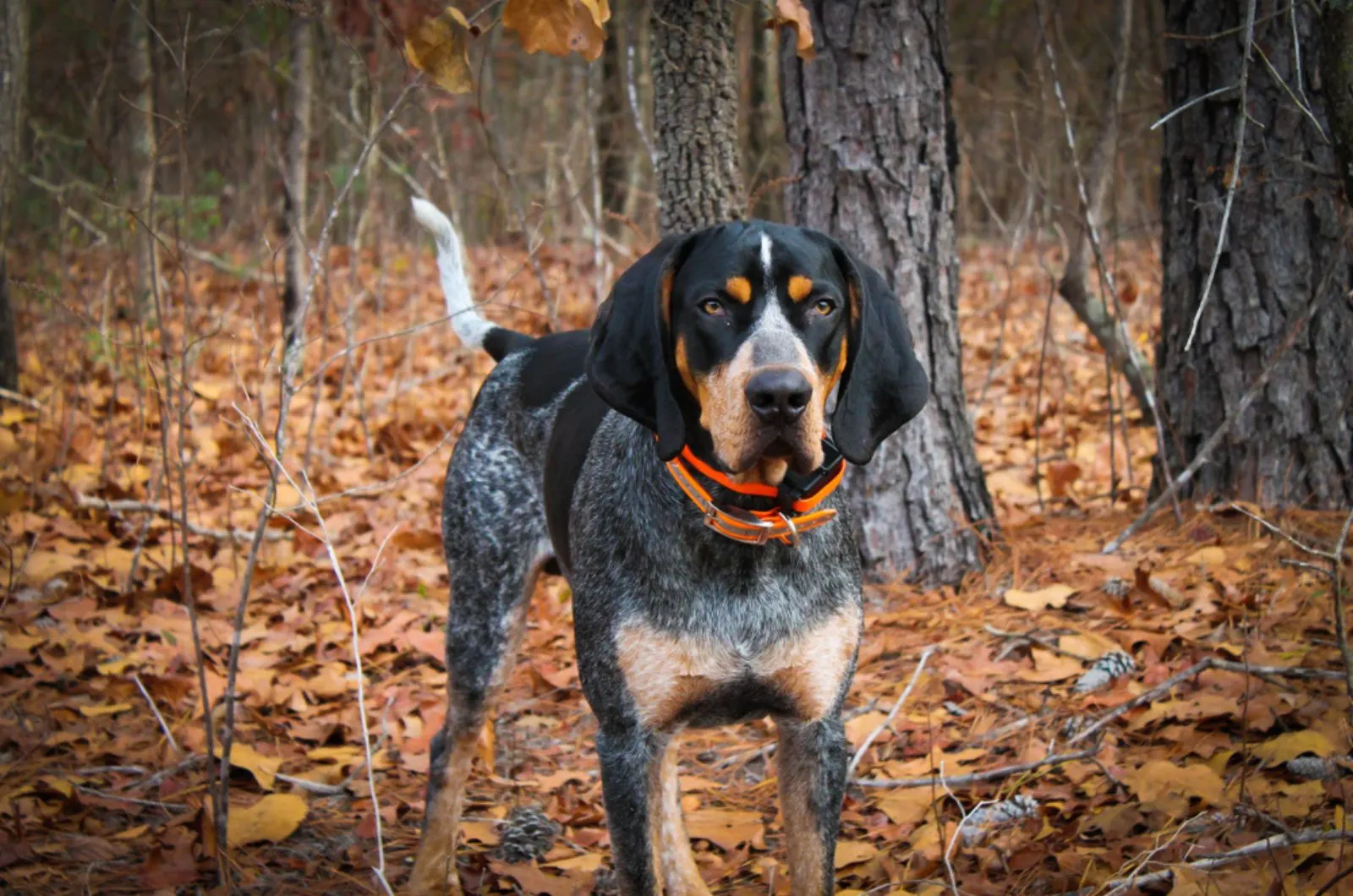 bluetick coonhound standing in forest