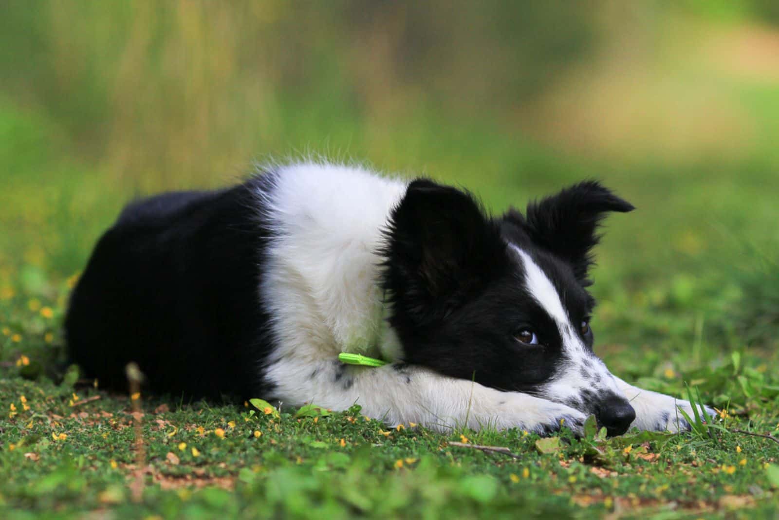 border collie laying on the grass