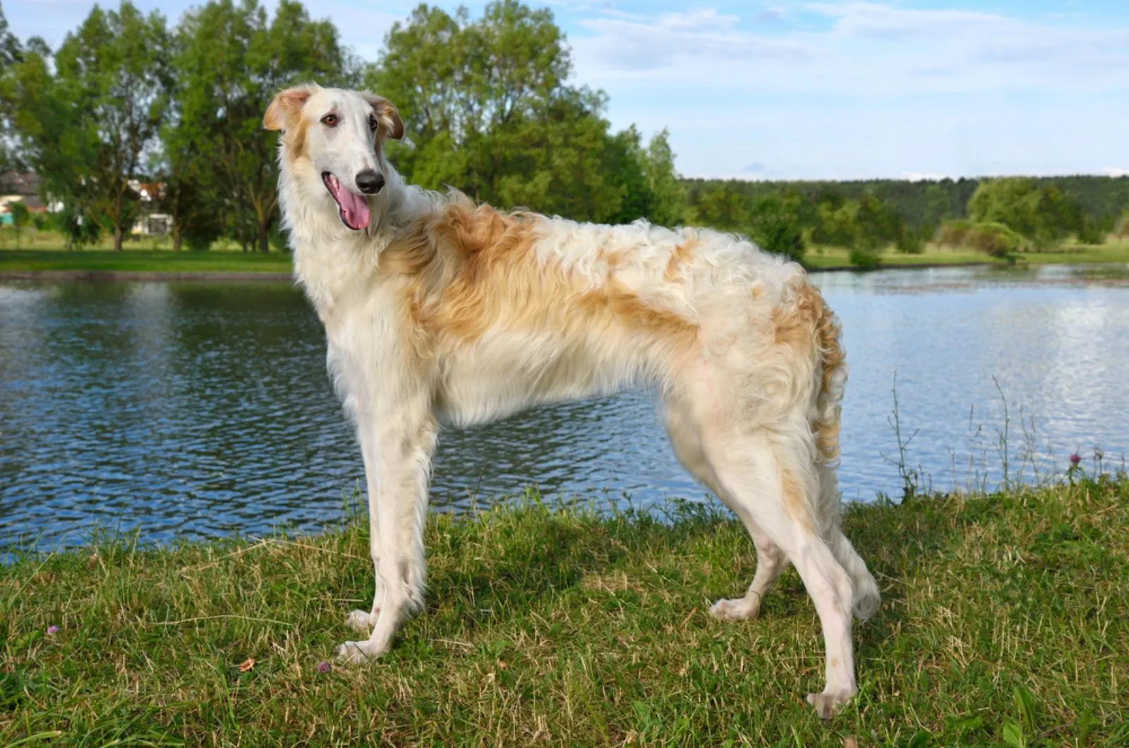 borzoi dog standing near the river