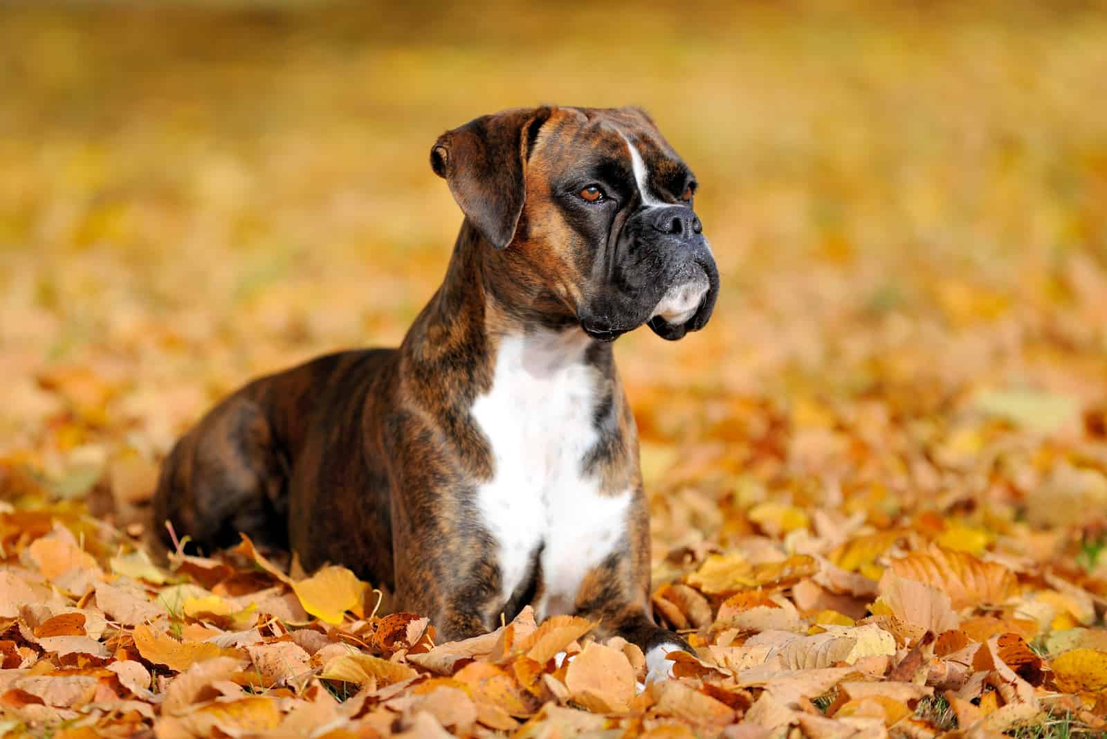 boxer dog lying in autumn leaves