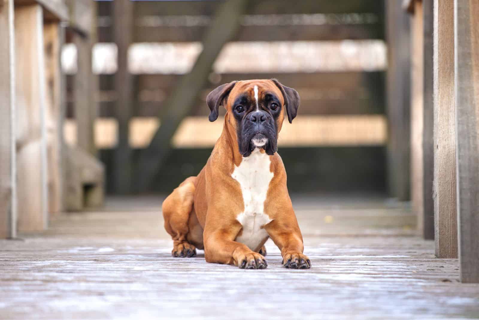boxer dog outdoors sits and looks ahead