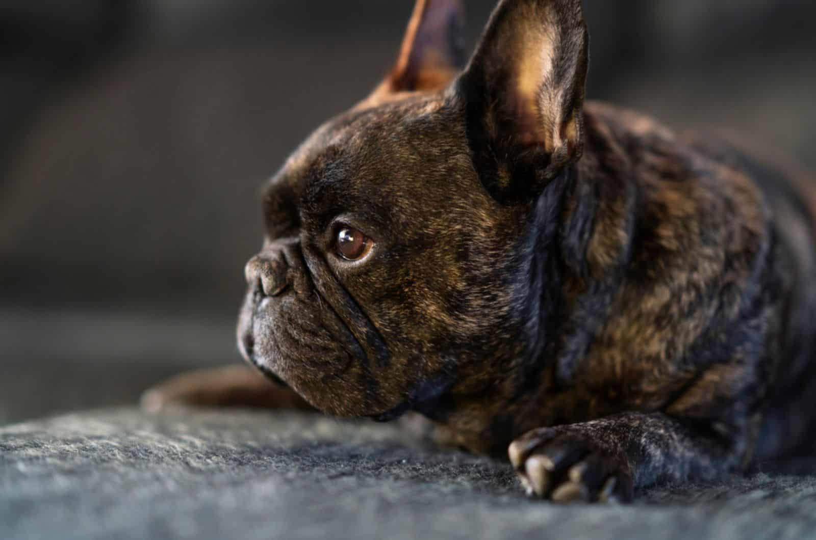 brindle color french bulldog lying on the carpet