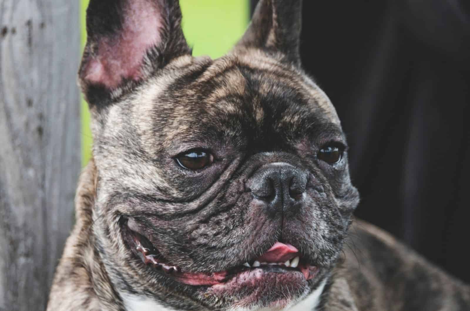 brindle french bulldog outdoors