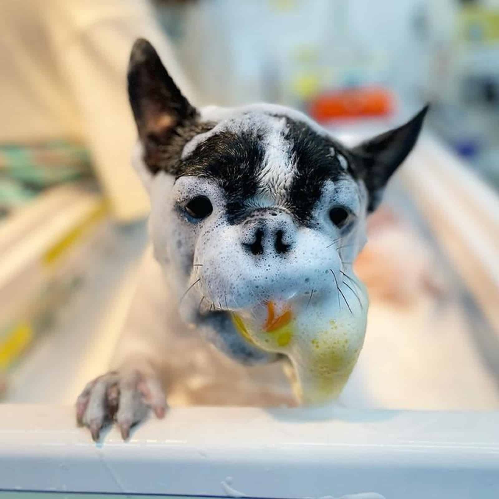 brindle pied french bulldog having a bath in grooming salon