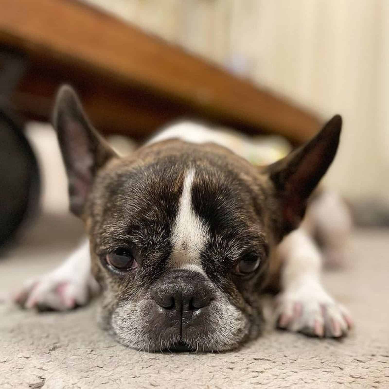 brindle pied french bulldog lying on the floor in apartment