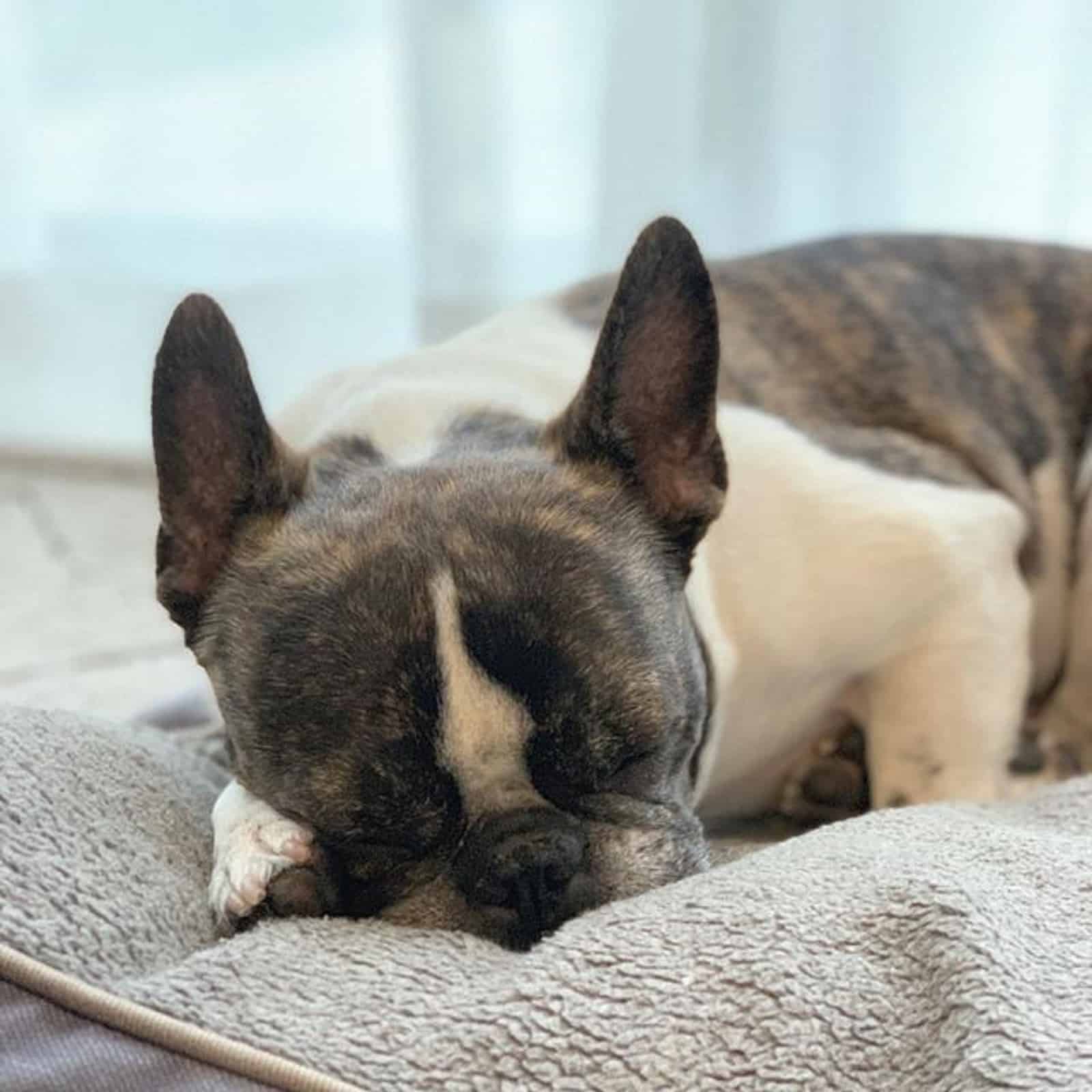 brindle pied french bulldog sleeping in bed