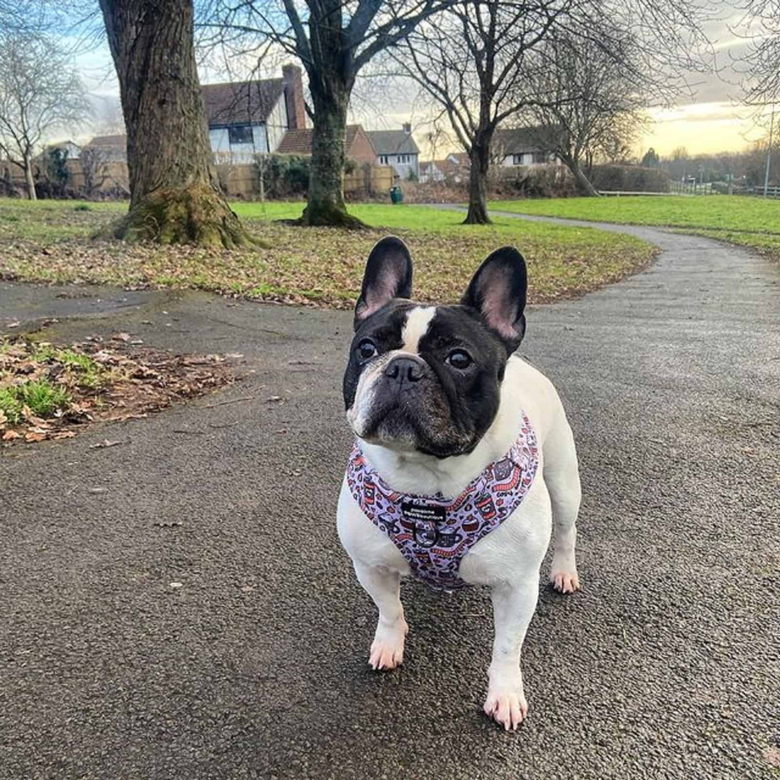 brindle pied french bulldog standing on the path in the park
