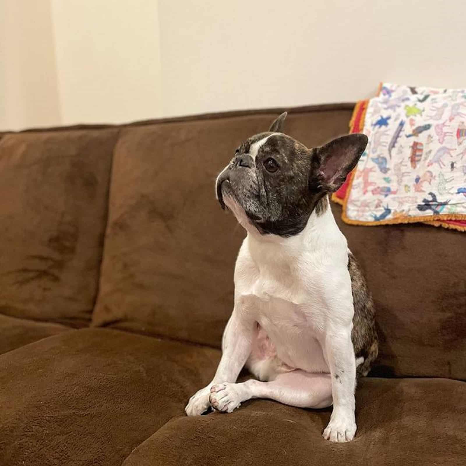 brindle pied french bulldog sitting on the couch