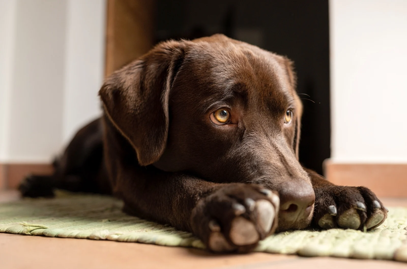 brown Labrador lying on the floor