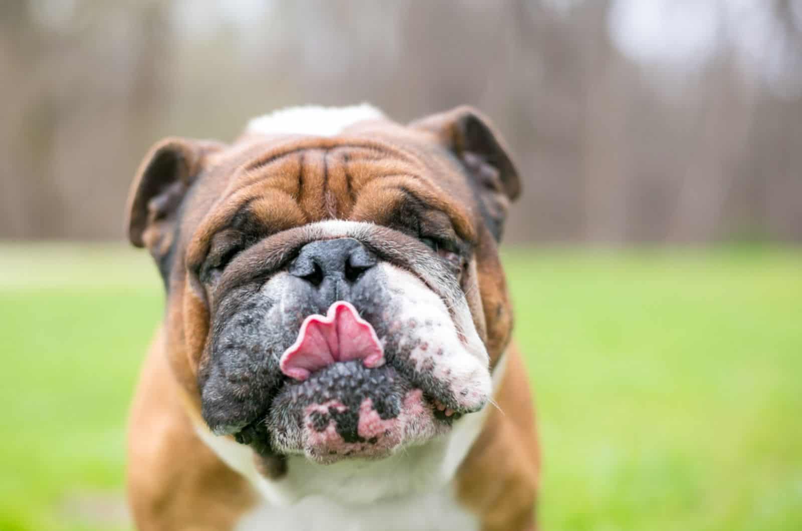 brown and white english bulldog licks the air