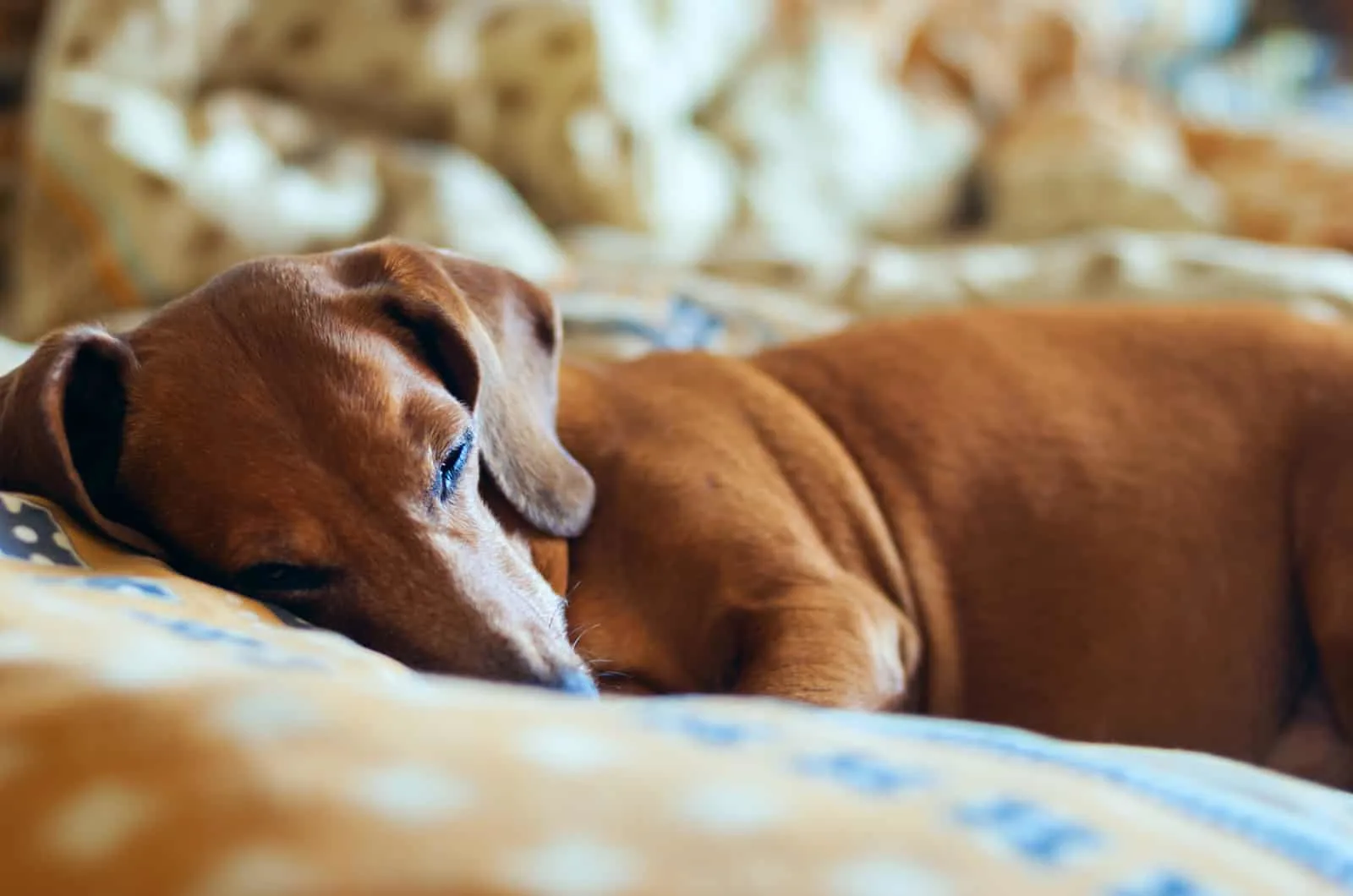 brown dachshund napping in bed