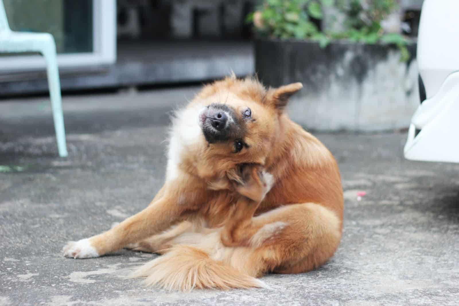 brown dog scratching its ear on siting position