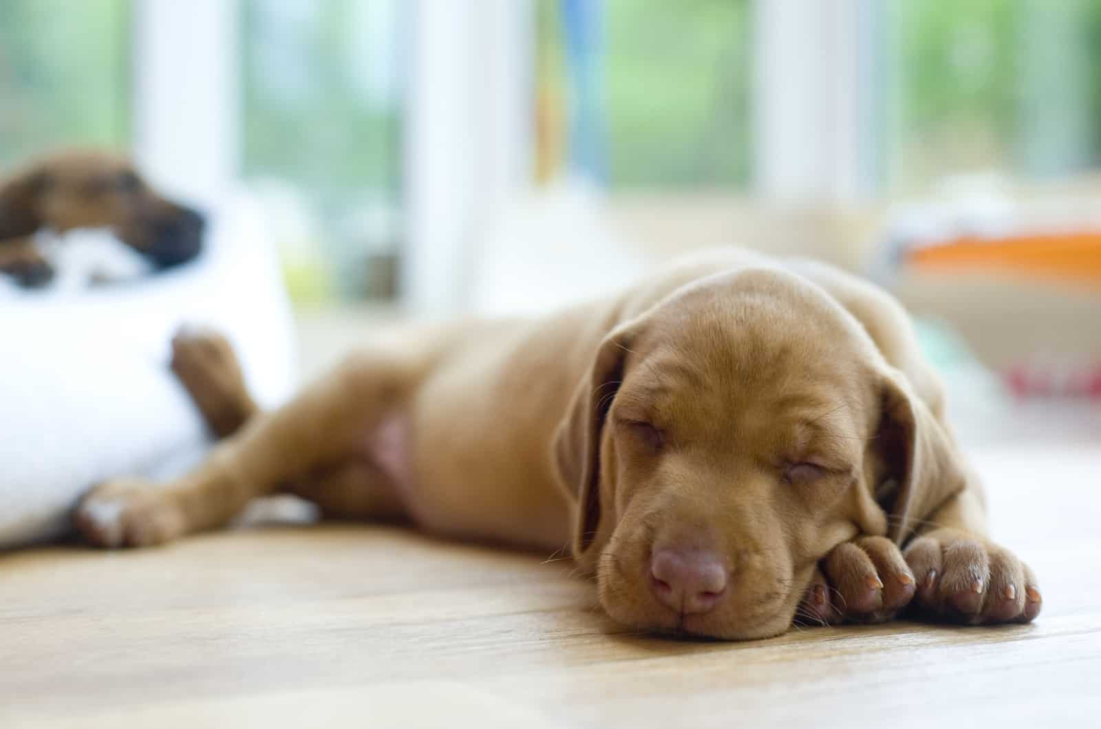 brown dog sleeping