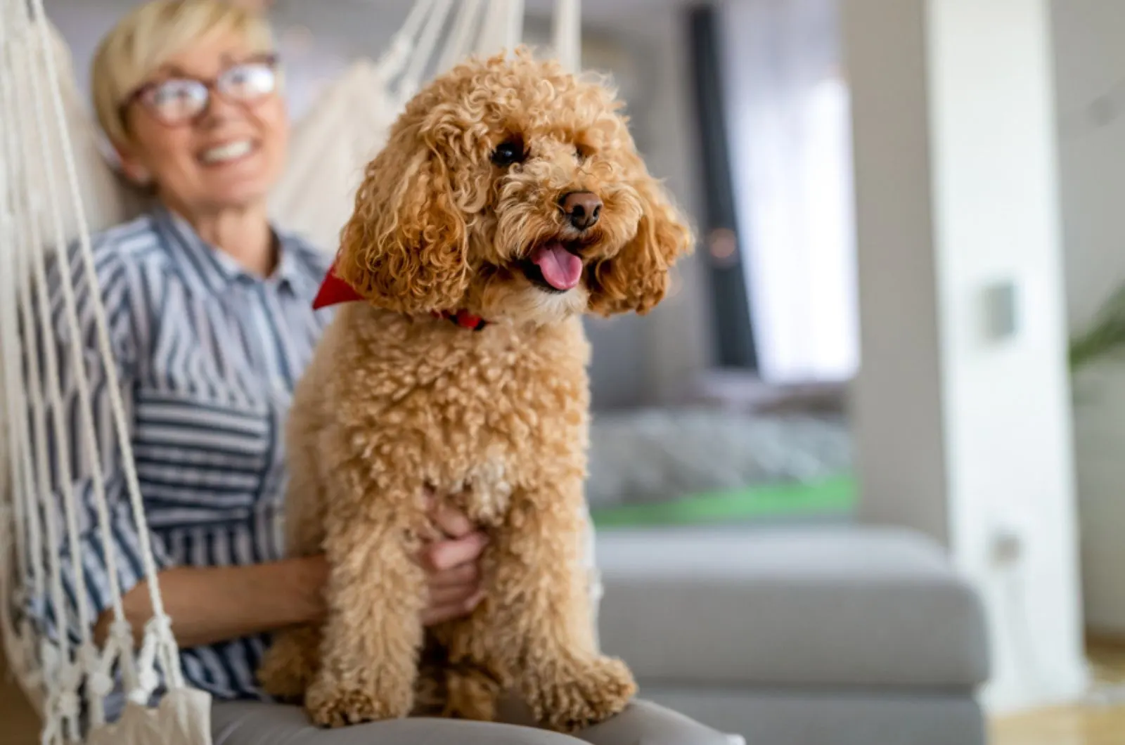 brown poodle with her owner at home