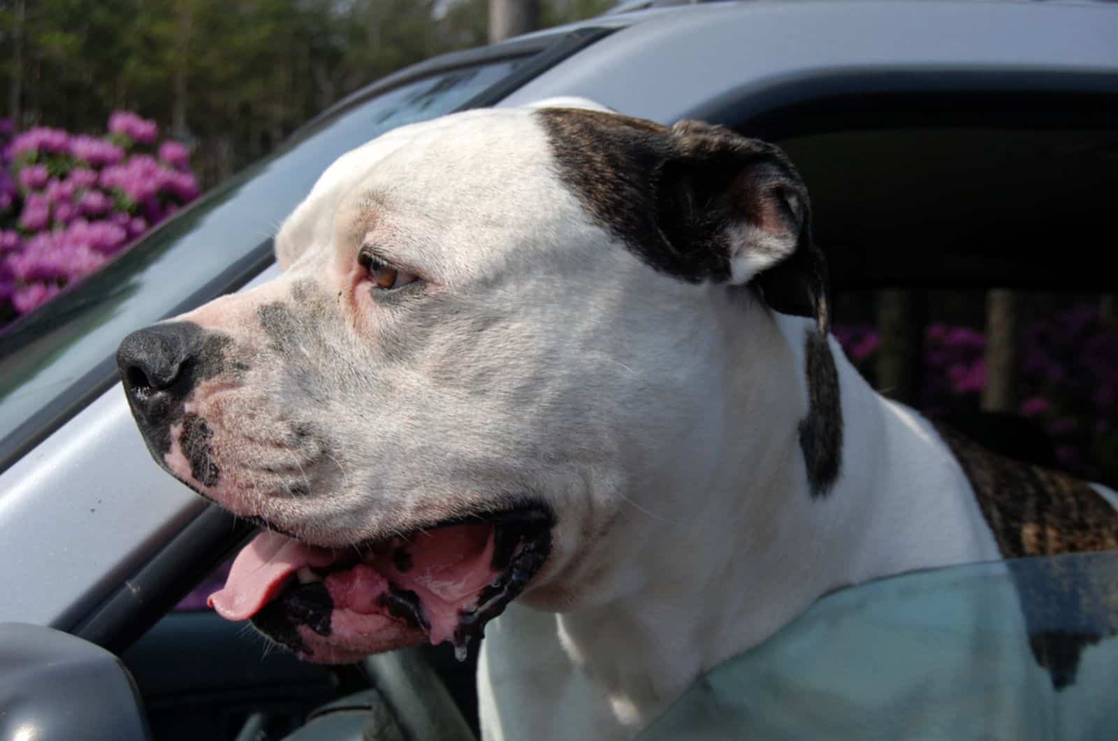 bulldog drooling in the car