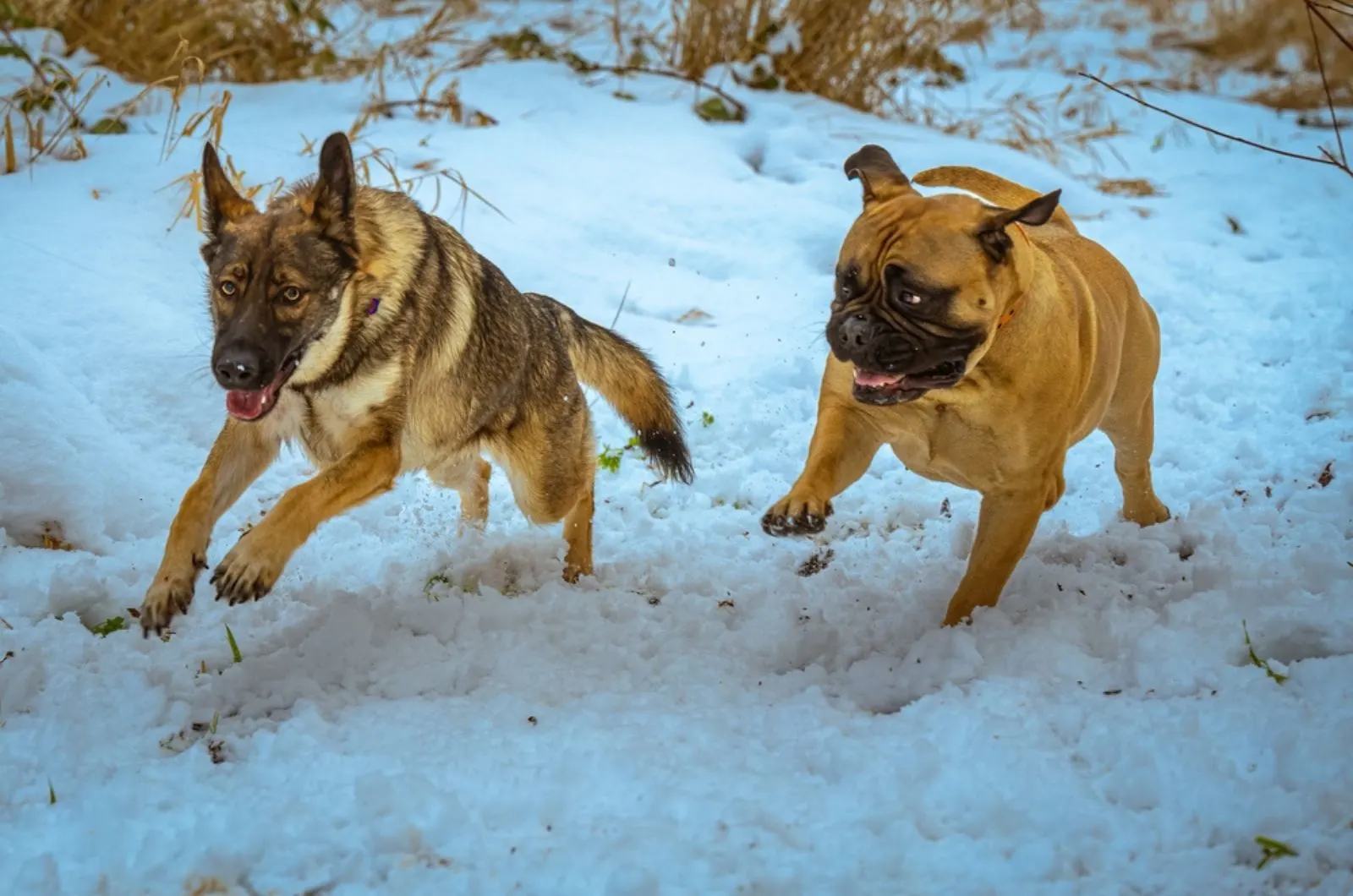 bullmastiff and german shepherd running in the snow