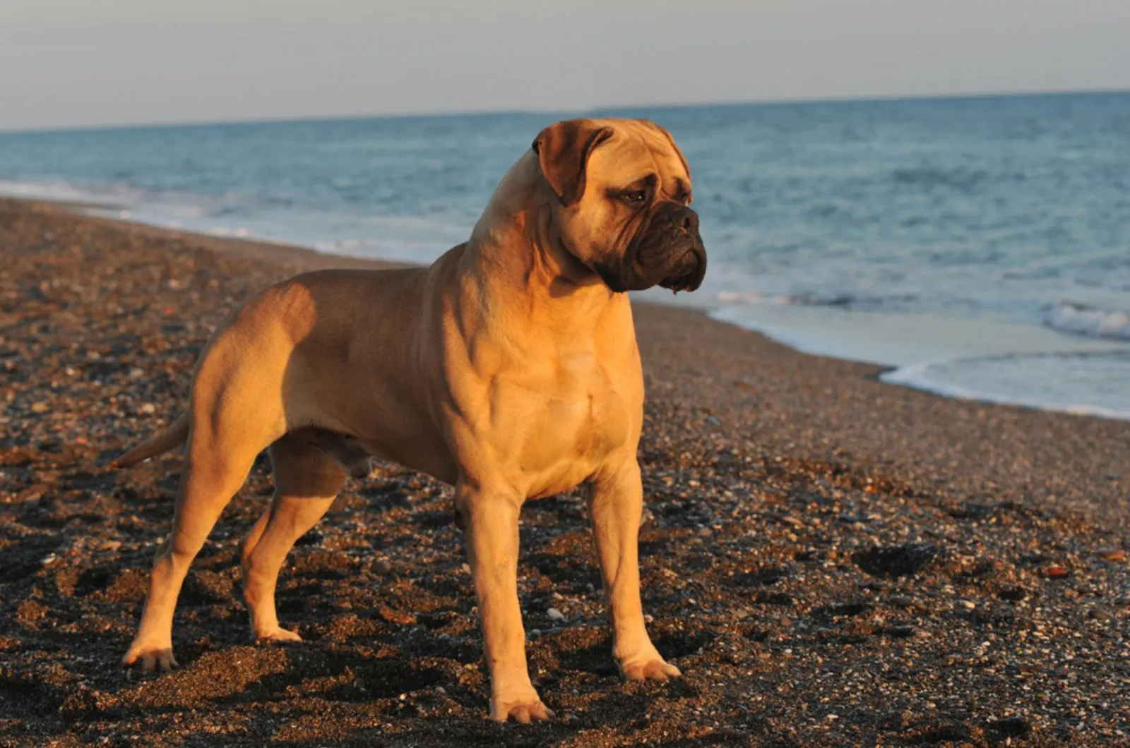 bullmastiff dog on the beach