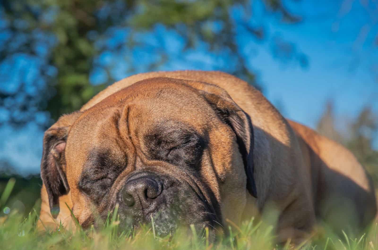 bullmastiff sleeping on the grass