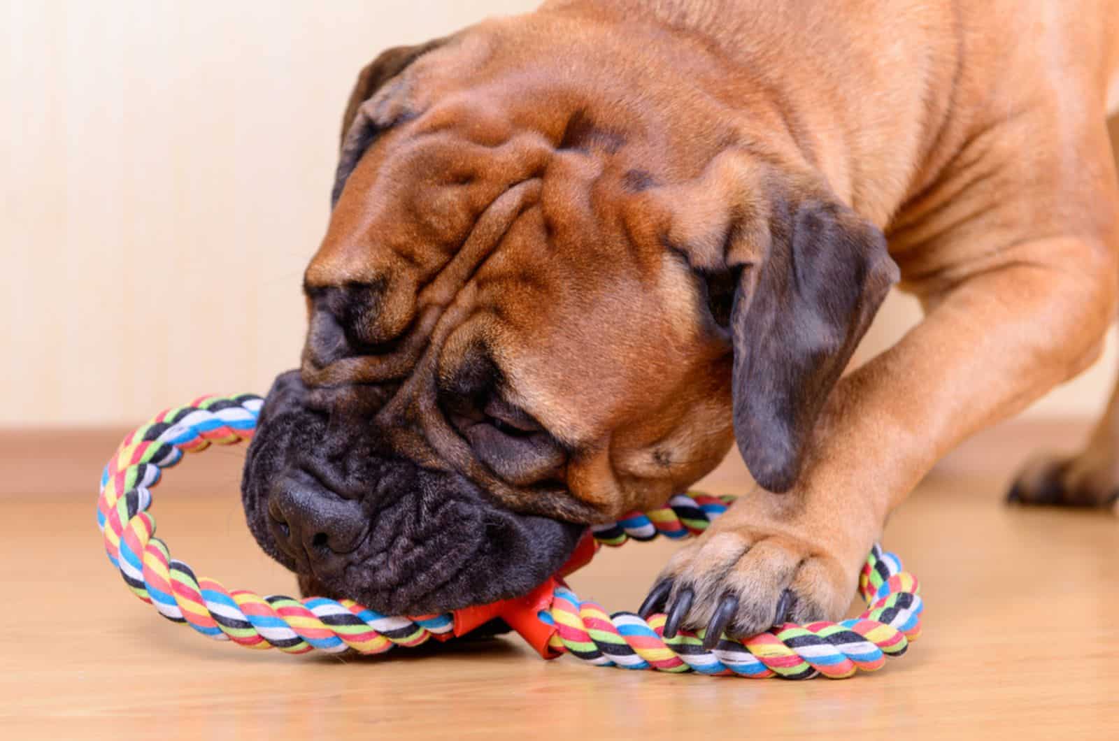 bullmastiff dog playing with his toy