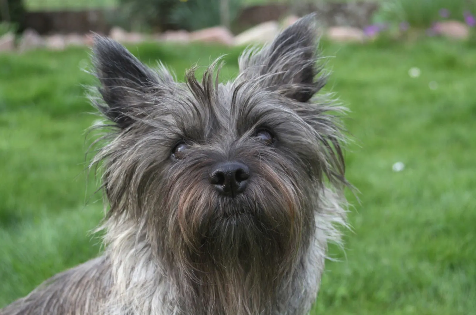cairn terrier in the park