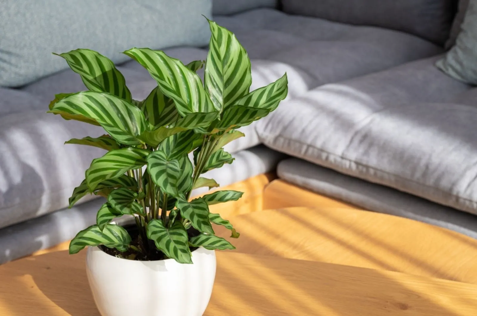 calathea plant in living room
