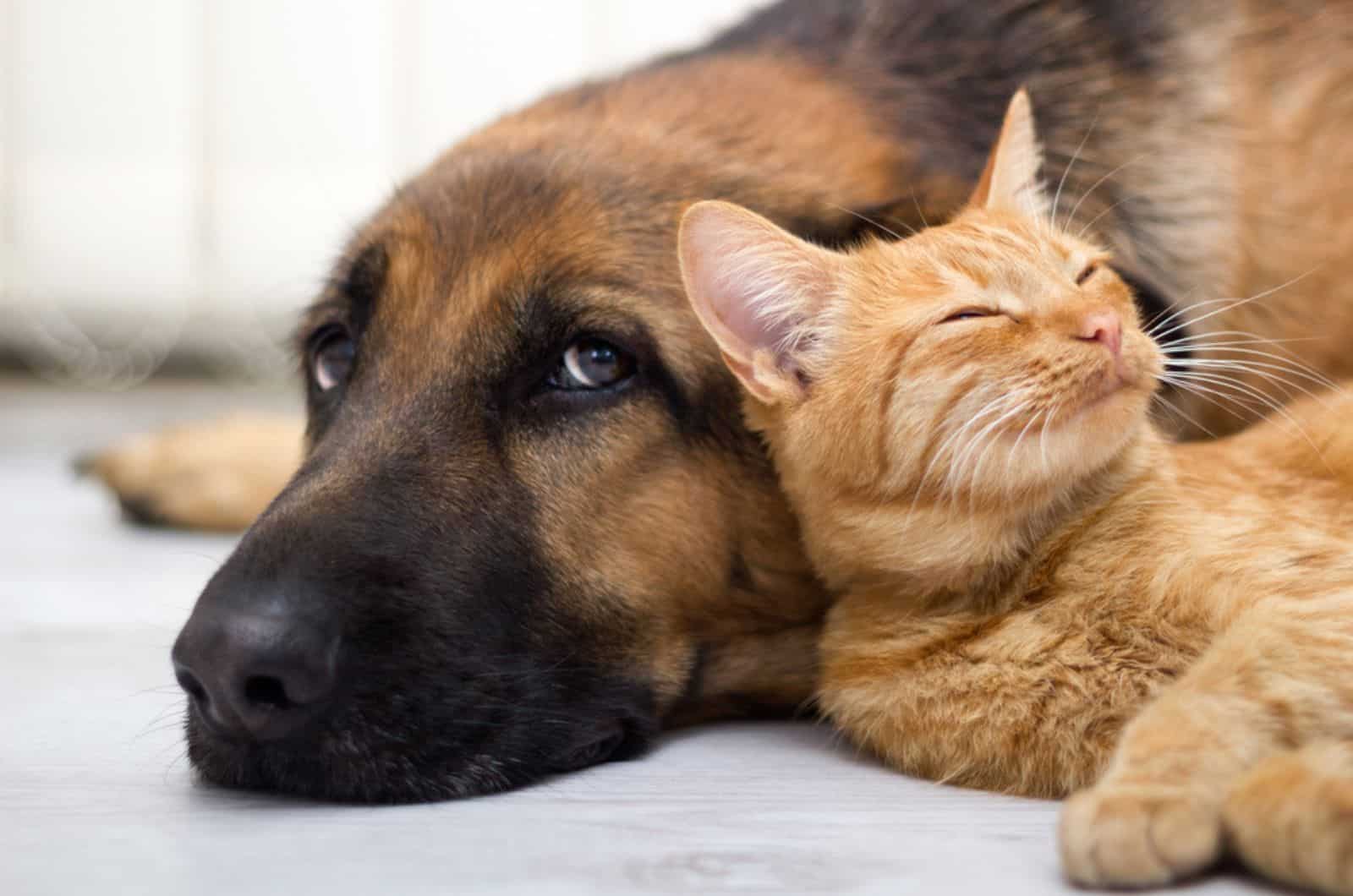 can sleeping on a dog on the floor