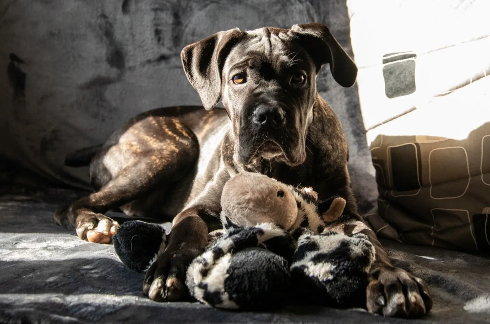 cane corso puppy playing with his toy at home