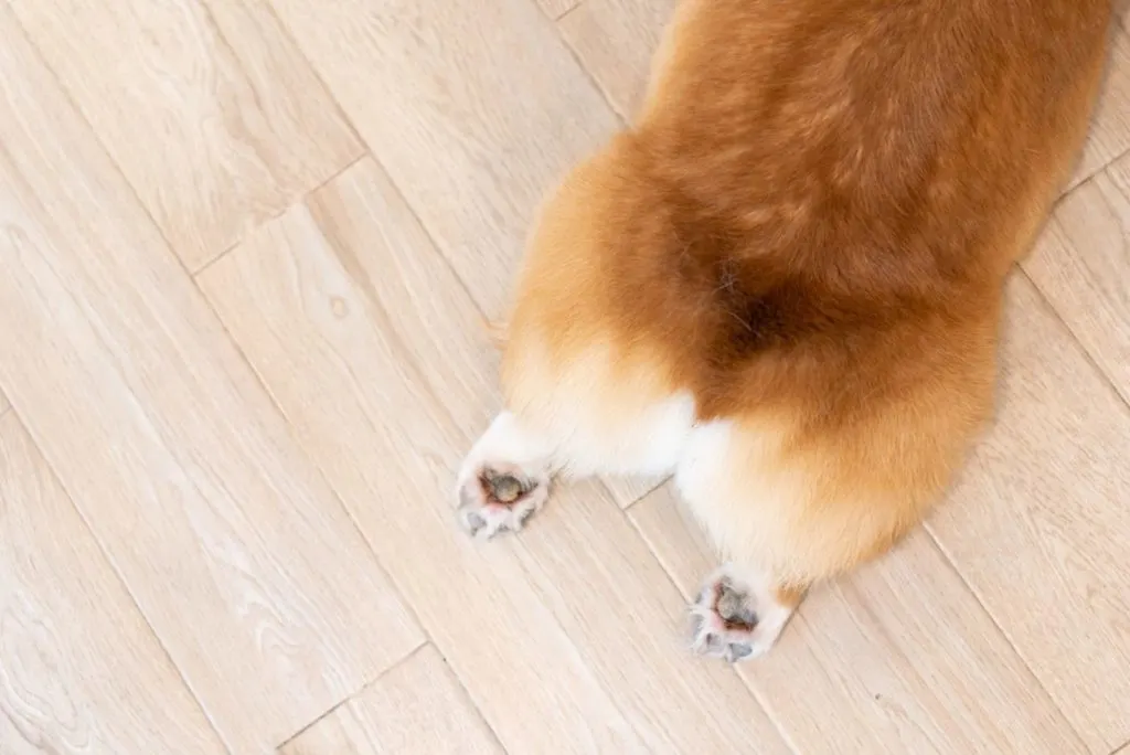 cardigan welsh corgi butt lying on its stomach
