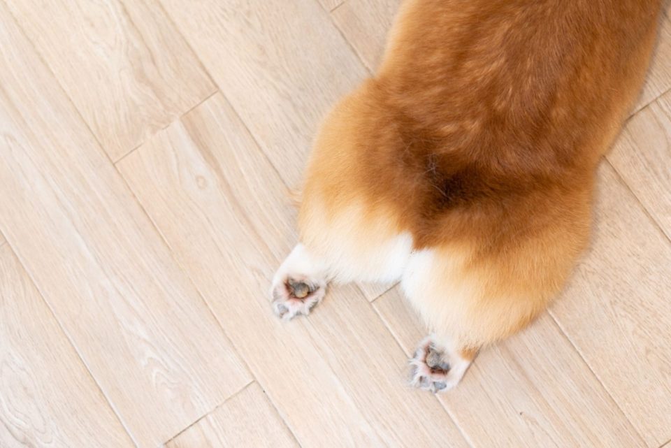 Why Is My Dog’s Stomach Making Weird Noises?