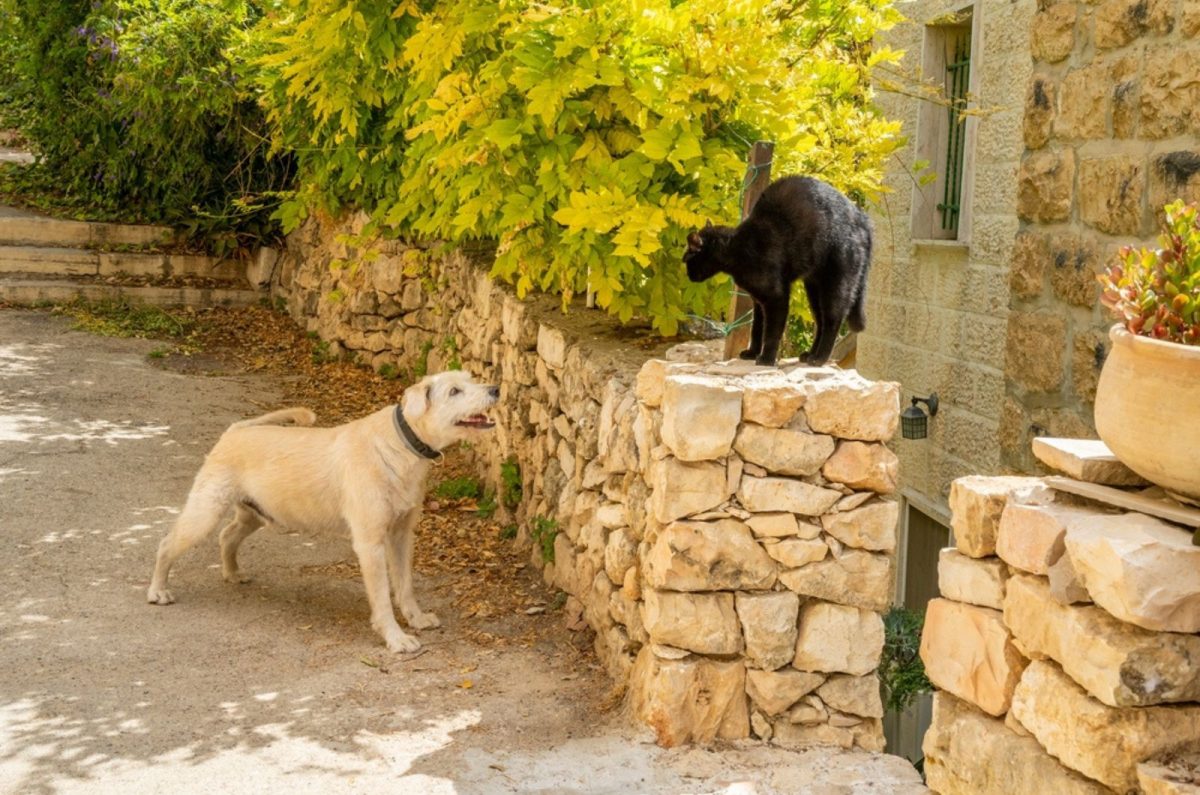 Why Do Cats And Dogs Hate Each Other So Much?