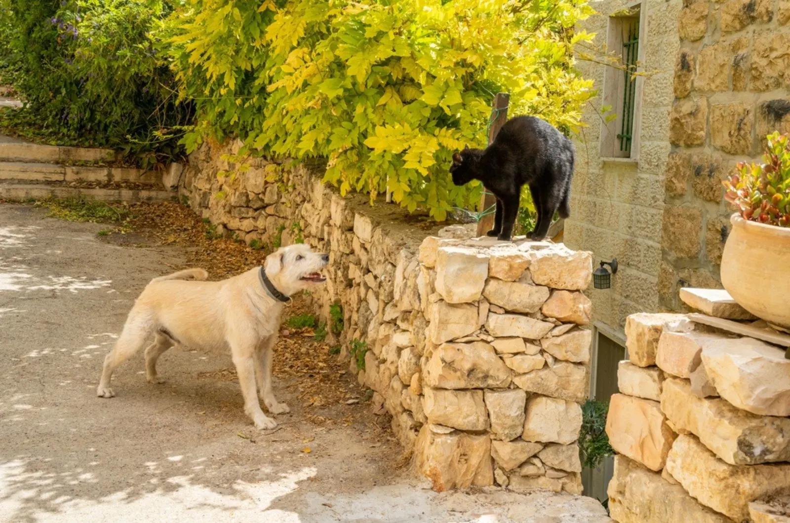 cat and a dog confrontation in the street