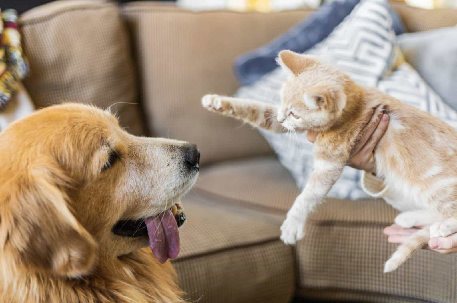 cat and dog meet each other for first time