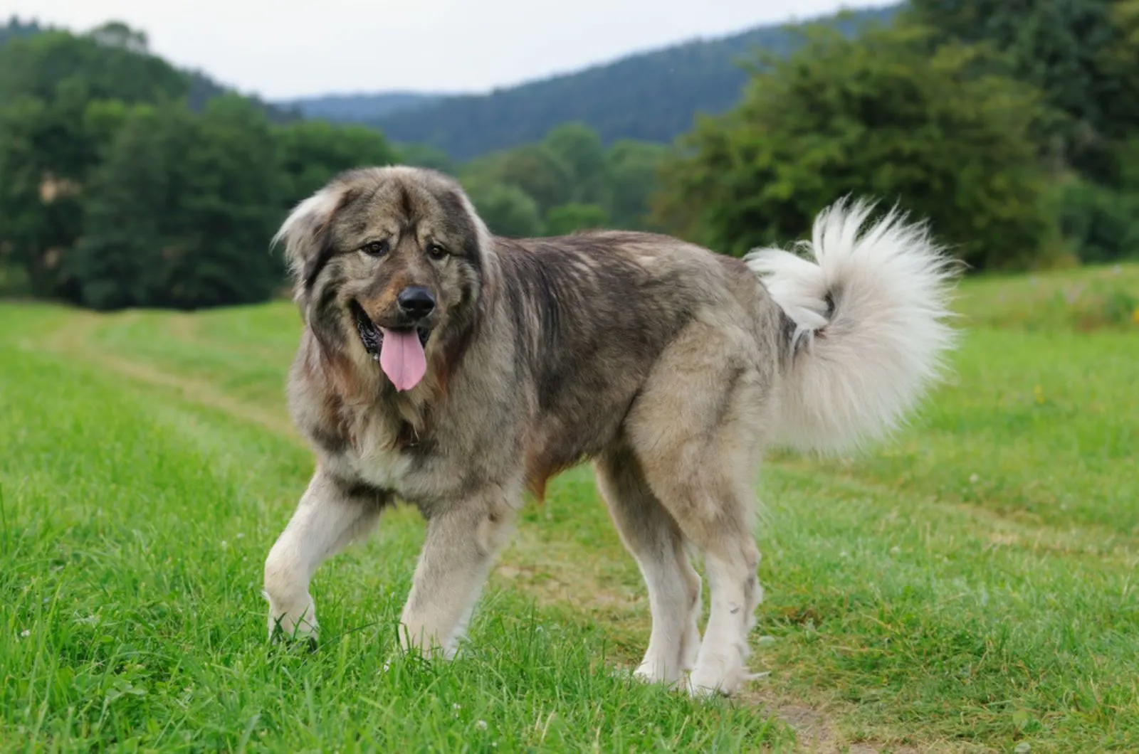caucasian shepherd dog in the field