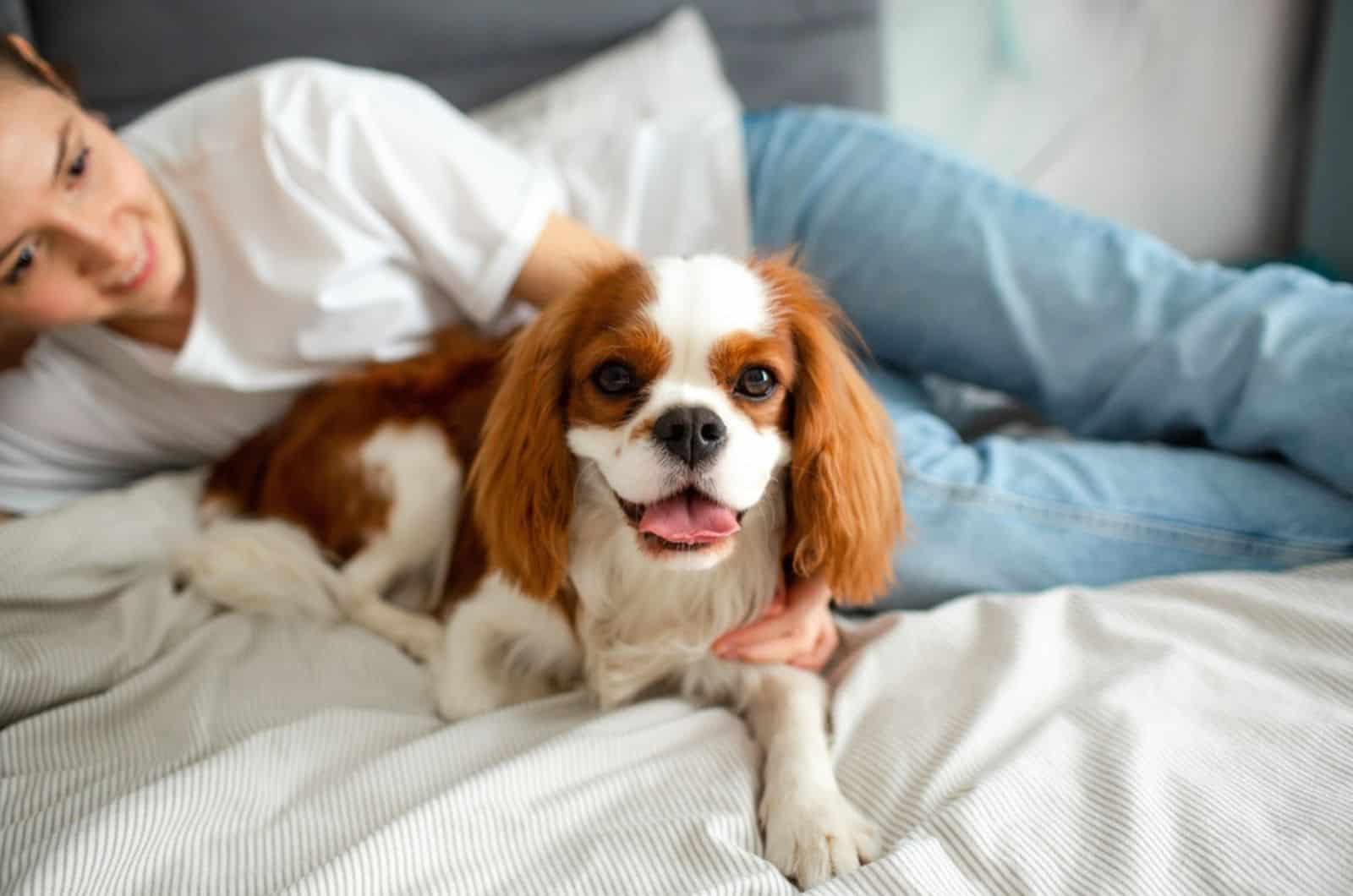 cavalier king charles spaniel dog lying on the bed with his owner