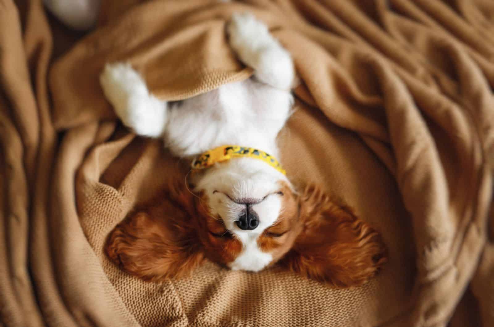 cavalier king charles spaniel sleeping in the bed
