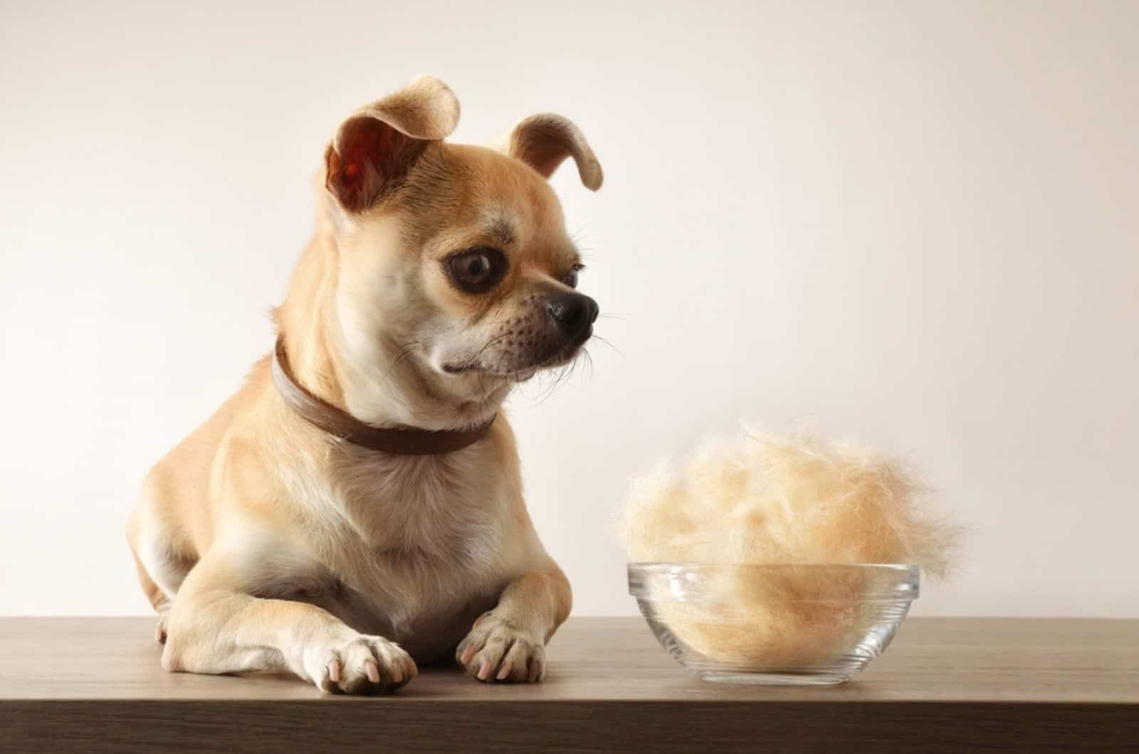 chihuahua and glass bowl full of hair on wooden table