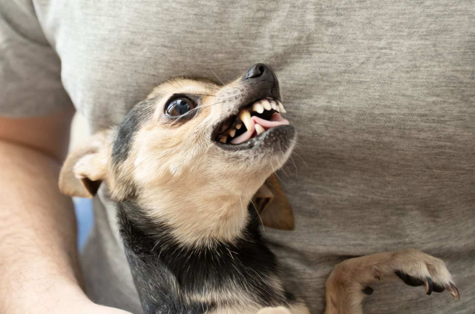 chihuahua barking in owner's hands